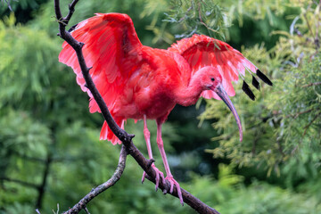 scarlet ibis (Eudocimus ruber) on a branch