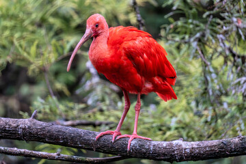 scarlet ibis (Eudocimus ruber) on a branch