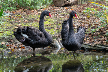 black swan couple (Cygnus atratus)