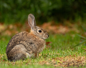 Desert Cottontail, Schabarum Park, Los Angeles, Summer 2025