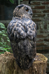 Eurasian eagle-owl (Bubo bubo) on a tree stump