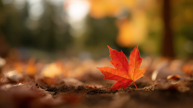 Single red maple leaf resting on the ground surrounded by fallen autumn leaves in soft sunlight.