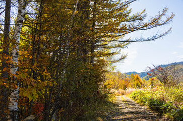 乗鞍高原の遊歩道