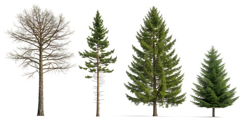Fototapeta premium Four diverse evergreen trees and one deciduous tree against a white background