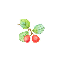 Watercolour painted branch with green leaves and red berries, botanical illustration branch with red berries use as print, poster, element design, sticker, label, tattoo.