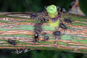 Rose stem aphid, Maculolachnus submacula. A colony of wingless individuals on a rose shoot in the...