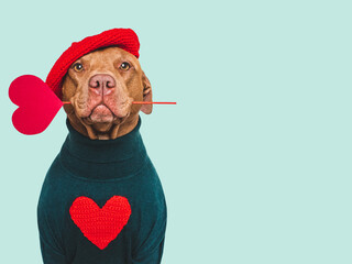Cute brown dog and red heart. Beautiful greeting card. Closeup, indoors. Studio shot, cut out. Congratulations for family, relatives, loved ones, friends and colleagues. Pets care concept