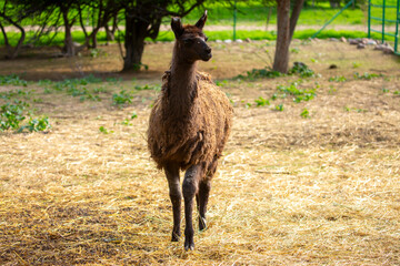 Llama animal close-up. Alpaca on the background of nature.