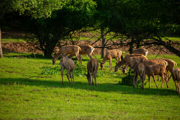 Naklejka premium Beautiful sika deer in the autumn forest against the background of colorful foliage of trees. The deer looks to the sides and chews the grass. Fabulous forest autumn landscape with wild animals.