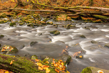 Autumn forest stream flowing over mossy rocks and fallen leaves