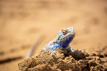 The blue agama sits in ambush on sand and branches and hunts for insects. Beautiful blue lizard close-up in the wild.