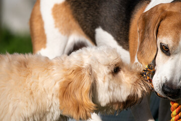 Maltipoo Puppy Pulling Tug Toy from Senior Beagle