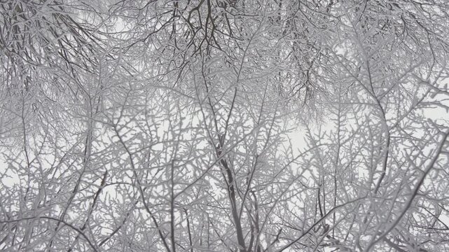Gazing through frostcovered branches, youre transported to a serene winter landscape, capturing natures calming essence and inviting reflection and tranquility in this beautiful season