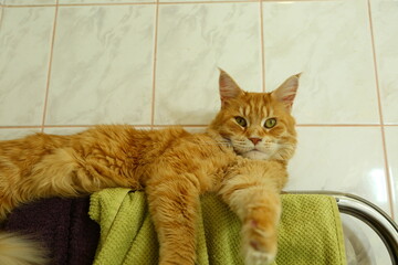 Fun maine coon orange cat lying, warming on the towel dryer looking up. Cute pet relaxing and...
