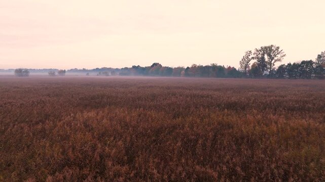 Low drone flight over cattails on a pond. Close view of reeds and calm water, natural wetland scenery with gentle movement and peaceful atmosphere.