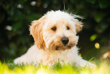 Maltipoo Puppy Portrait with Soft Natural Lighting Outdoors