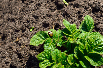 A Colorado potato beetle sits on a young potato bush.