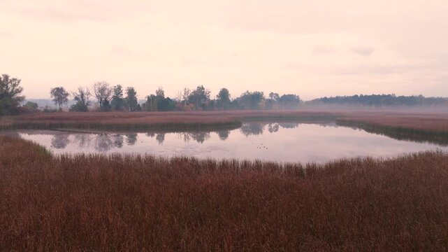 Low drone flight over cattails revealing a calm pond with wild ducks. Smooth cinematic motion, peaceful nature atmosphere and wildlife in Poland.