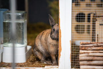 Agouti Rabbit Peeking from Behind Hiding Spot by Water Dish
