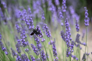 Fototapeta premium France, Provence - detailed view of a Carpenter bee inside lavender