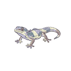 Fototapeta premium Gecko illustration in soft colors on white background 