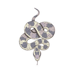 Illustrated snake coiled with gray and beige patterns on white background  