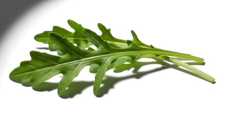 Fresh Arugula Leaves Displayed on a White Background with Creative Light and Shadow Effects