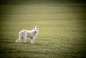 Obraz premium portrait of a white dog