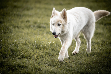 Obraz premium portrait of a white dog
