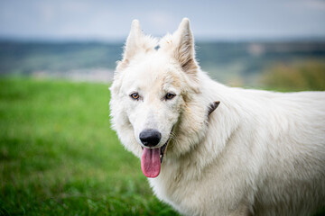 portrait of a white dog