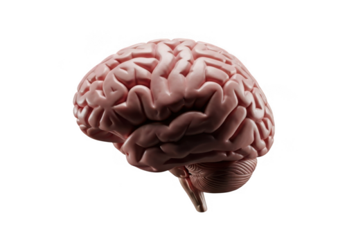 Detailed realistic human brain anatomy isolated on transparent background