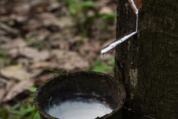 Rubber plantation after harvest in southern Thailand.Milky latex extracted from rubber trees.Hevea brasiliensis or Para trees.Tropical plant for its latex, which is harvested for rubber production.