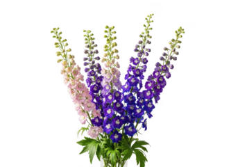 A beautiful bouquet of tall delphinium flowers in shades of purple and pink isolated on transparent background