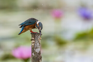 Common kingfisher (Alcedo atthis) eating small fish and during on branch tree for diving in to water eating fish at the river.Close up kingfisher catching a fish on lotus lake background.