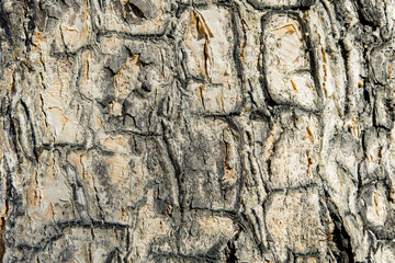 Detailed view of textured tree bark showcasing natural patterns and colors found in a forest during daylight in early autumn