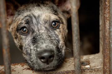 Sad puppy behind rusty bars in shelter awaiting adoption