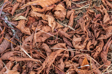background with dry leaves fallen on the ground