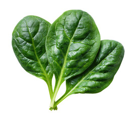 Close-up of three fresh spinach leaves.  Dark green, vibrant leaves, slightly overlapping, with visible leaf veins.  Isolated on black background.  High-quality, detailed image