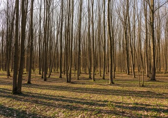 Fototapeta premium A dense forest with tall, bare trees and a sunlit forest floor covered in dry leaves and sparse grass