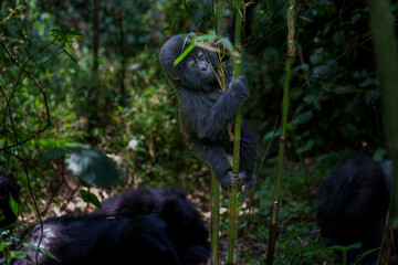 Eastern gorilla or Gorilla beringei in Volcanoes National Park Rwanda.