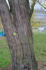 Dual tree trunks with distinctive bark texture and a small green moss patch, photographed in a park during autumn.