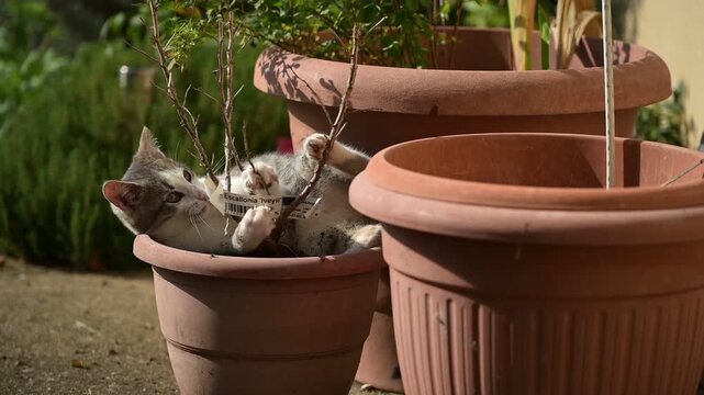 Un chaton gris tigr&eacute; est allong&eacute; dans un pot de fleur au soleil, il joue avec un arbuste et tombe du pot