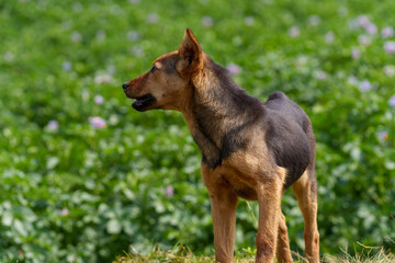 Brown and black working dog