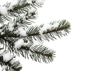 Christmas winter snow pine branches isolated on white festive background.