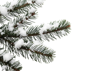 Christmas winter snow pine branches isolated on white festive background.