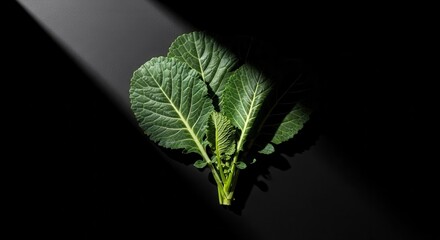 Fresh Green Leaves Illuminated by Light Rays Against a Moody Black Background