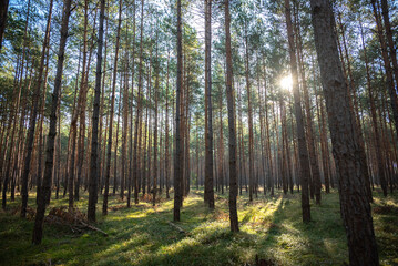 Sunbeams filter through the trees in the forest