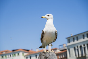 Larus michahellis - a problem in Venicein
