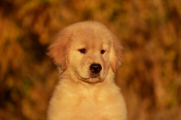 A portrait of a golden retriever puppy against the backdrop of a golden autumn forest. A pleasant,...