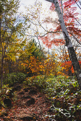 Fototapeta premium 秋の乗鞍高原 MBTトレイル